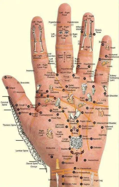 Steps How To Apply Reflexology To The Hand With Pictures