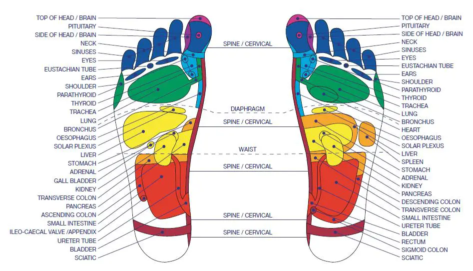 Foot Reflexology Pressure Points Chart