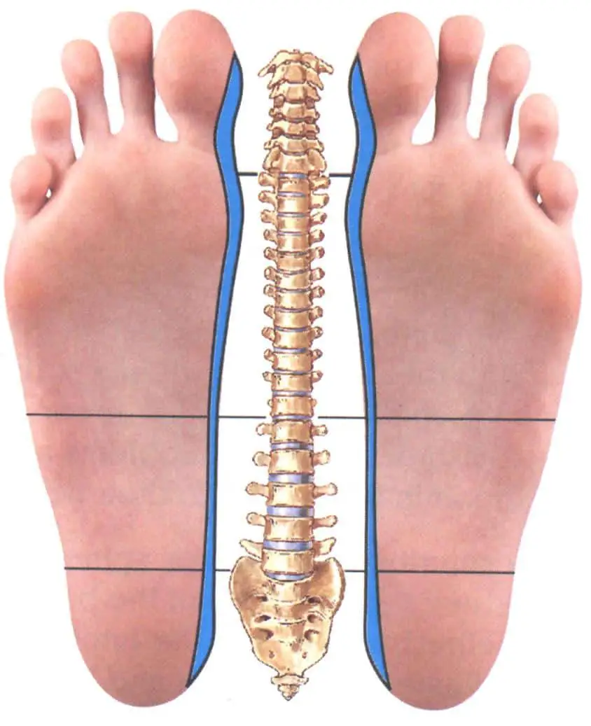 Reflexology Foot Chart Back