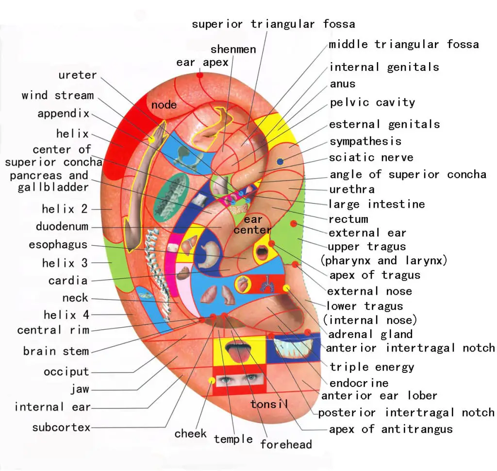 Chart with Reflexology 🥇 Ear Preassure Point in《2025 》 ️