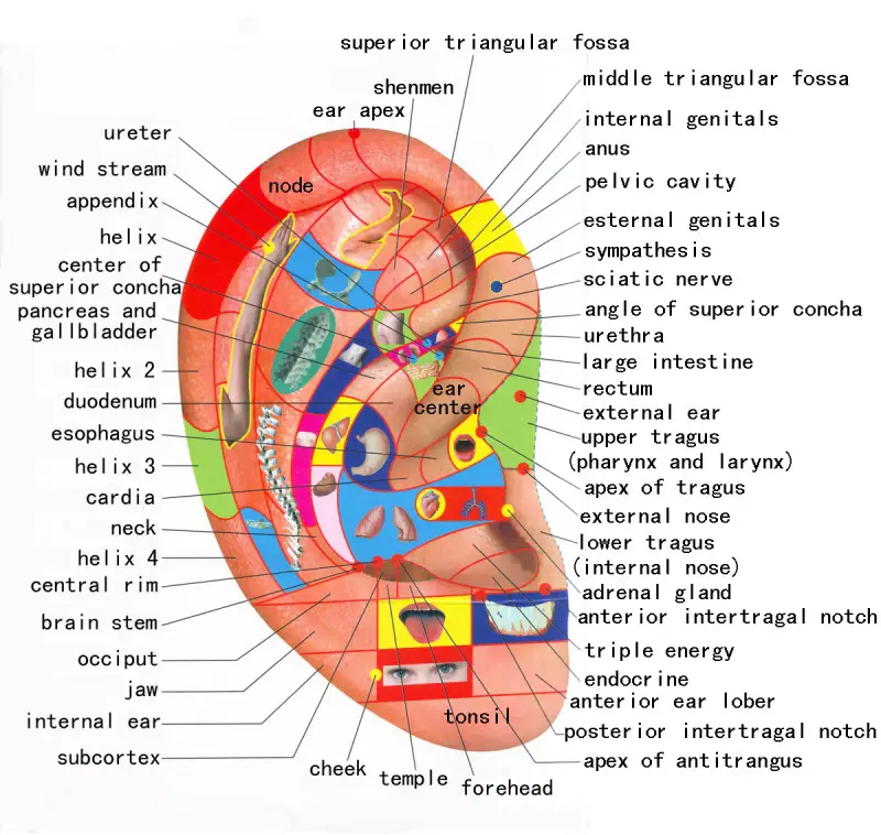 Chart With Reflexology 🥇 Ear Preassure Points 【2021
