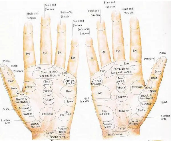 REFLEXOLOGY HANDS