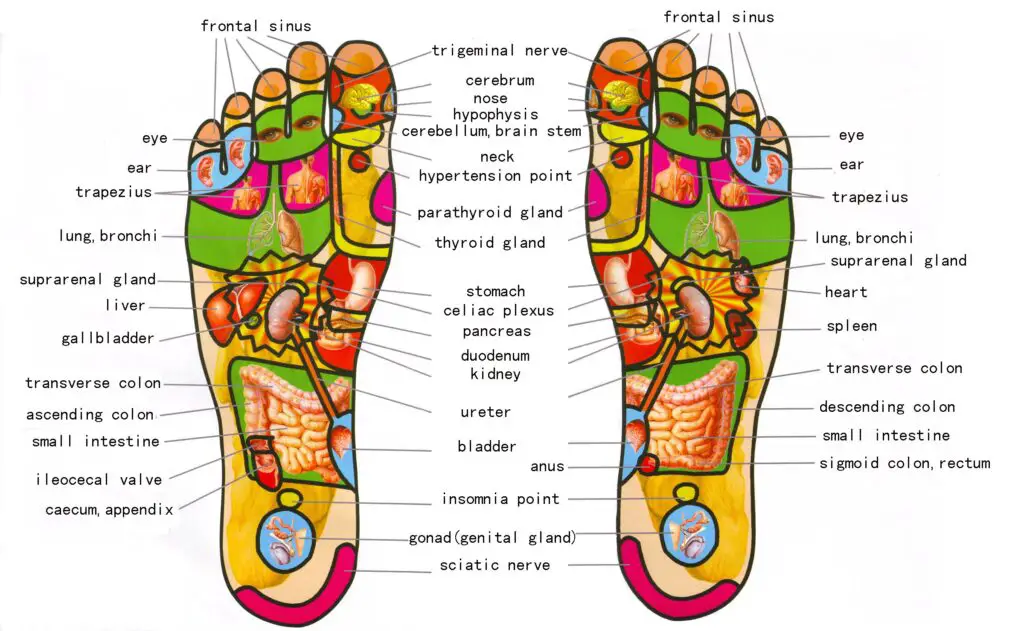 foot reflexology chart