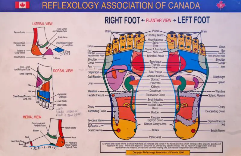 Foot reflexology chart map