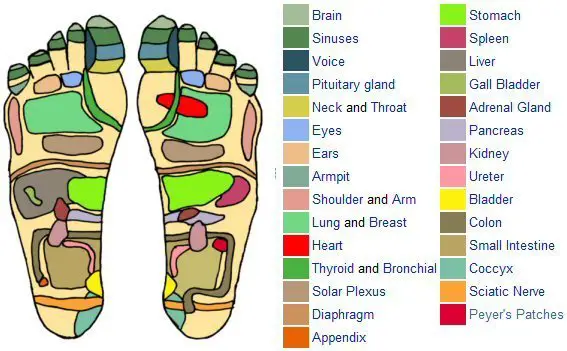 Foot reflexology chart map