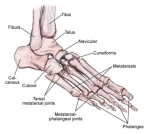 Bones of the foot