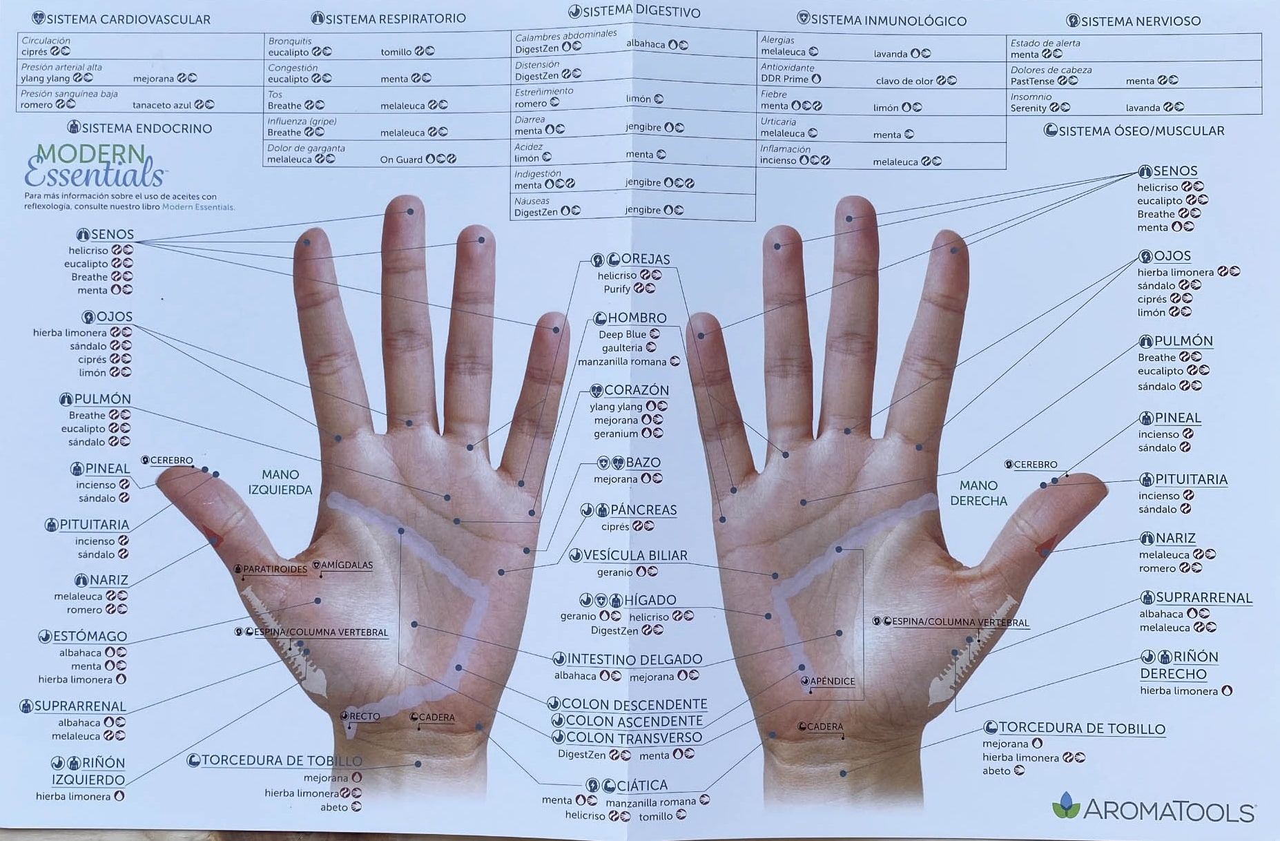 Mapa reflexologia manos