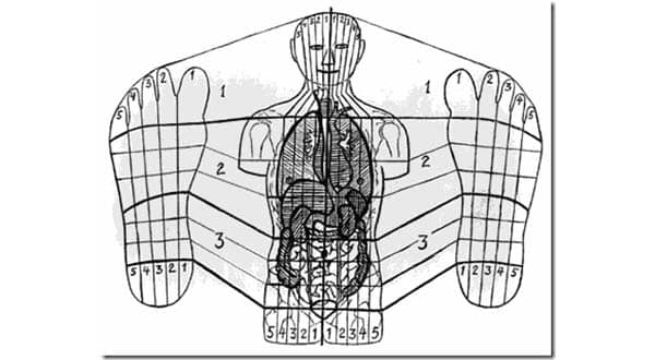 Meridians of the body